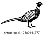 Ring-Necked Pheasant on  Vector Illustration