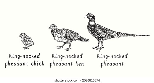 Ring-necked pheasant rooster,  hen and chick side view. Ink black and white doodle drawing in woodcut style illustration