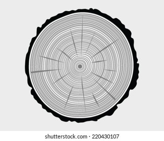 Rings of trunk 6, vector illustration
