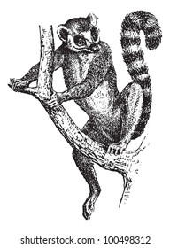 Ring-tailed Lemur or Lemur catta, vintage engraved illustration. Dictionary of Words and Things - Larive and Fleury - 1895