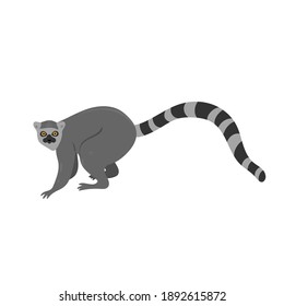 Ring-tailed lemur isolated on white background. Vector graphics.