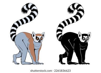 Ring-tailed Lemur. Vector color clipart and silhouette isolated on white.
