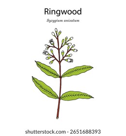 Serapilheira (Syzygium anisatum), planta comestível e medicinal. Ilustração vetorial botânica desenhada à mão