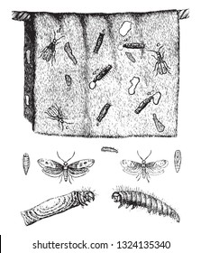 Hojas de gusano de anillo y sus metamorfosis, ilustración vintage grabada. De Zoology Elements de Paul Gervais.