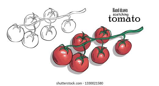 Rip red tomatos vector illustration on a white background for farm market product. Vegetable colors sketching style. Detailed vegetarian food sketch