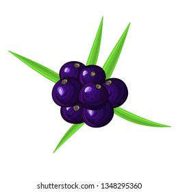 Ripe acai berries and palm leaves. Brazilian superfruit. Euterpe oleracea. Superfood for healthy life. Dietary supplement. It can be used for label, package, card, banner, cover. Vector, eps10