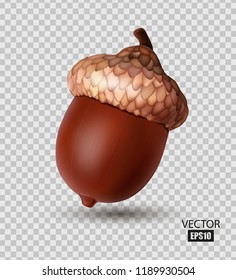 Ripe acorn isolated on transparent  background, realistic acorn, oak, autumn fruit, symbol of autumn. 3d illustrator illustration. EPS10