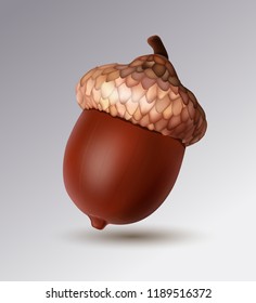 Ripe acorn, realistic acorn, oak, autumn fruit, symbol of autumn. 3d illustrator illustration. EPS10