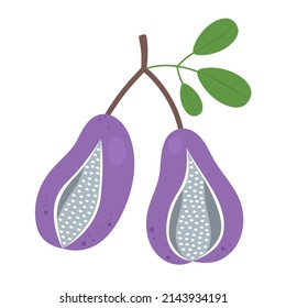 Ripe akebia quinata fruit on branch isolated on white background. Chocolate vine or akebia trifoliata icon for package design. Vector illustration of exotic fruits in flat style.
