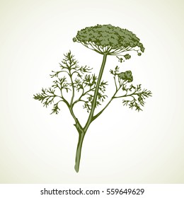 Ripe Apiaceae isolated on white backdrop. Hand drawn object sketchy in retro contour style. Closeup view