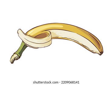 ripe appetizing open banana isolated on white background, hand drawn vector illustration