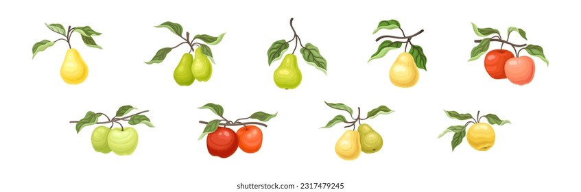 Ripe Apple and Pear Fruit Branch with Green Leaf on Stem Vector Set