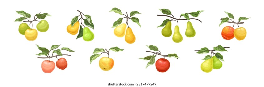 Ripe Apple and Pear Fruit Branch with Green Leaf on Stem Vector Set