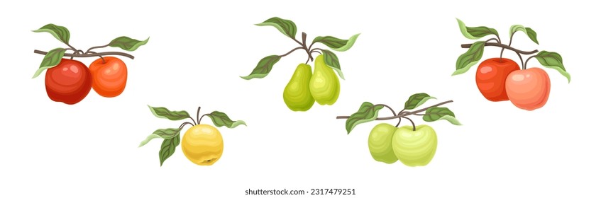 Ripe Apple and Pear Fruit Branch with Green Leaf on Stem Vector Set