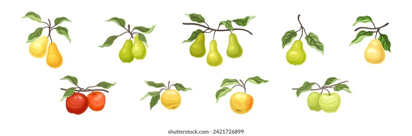 Ripe Apple and Pear Fruit Branch with Green Leaf on Stem Vector Set