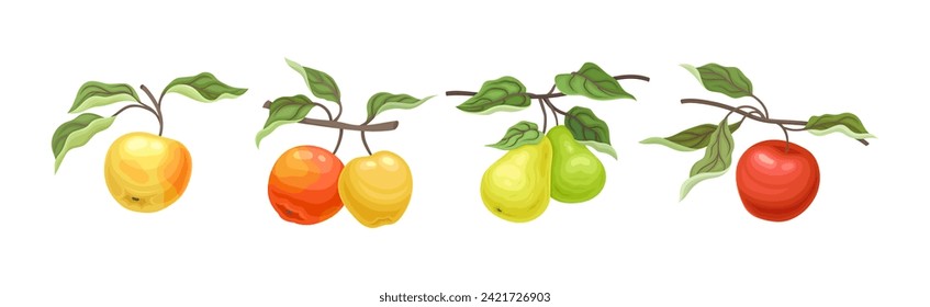 Ripe Apple and Pear Fruit Branch with Green Leaf on Stem Vector Set