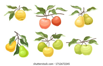 Ripe Apples and Pears Fruits Hanging on Branches with Veined Leaves Vector Set