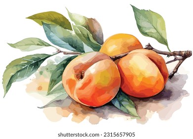 Ripe Apricot fruits and green leaves watercolor white background.