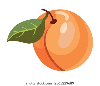 Ripe apricot isolated on white background. Fruit sticker. Fresh ripe fruit with leaves close up.Organic food. Vector fruit illustration, healthy lifestyle, good nutrition.Whole with pit.