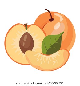 Ripe apricot isolated on white background. Fruit sticker. Fresh ripe fruit with leaves close up. Vector fruit illustration, healthy lifestyle, good nutrition.Whole and half with pit fruit composition.