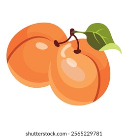 Ripe apricot isolated on white background. Fruit sticker. Fresh ripe fruit with leaves close up.Organic food. Vector fruit illustration, healthy lifestyle, good nutrition.Whole and half with pit.