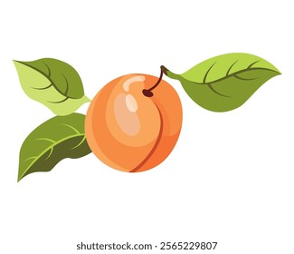 Ripe apricot isolated on white background. Fruit sticker. Fresh ripe fruit with leaves close up.Organic food. Vector fruit illustration, healthy lifestyle, good nutrition.Whole and half with pit.