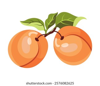 Ripe apricot isolated on white background. Fruit sticker. Fresh ripe fruit with leaves close up.Organic food. Vector fruit illustration, healthy lifestyle, good nutrition. Apricot on a branch.