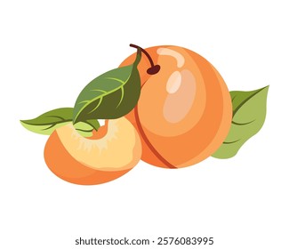 Ripe apricot isolated on white background. Fruit sticker. Fresh ripe fruit with leaves close up.Organic food. Vector fruit illustration, healthy lifestyle, good nutrition.Whole and half with pit.