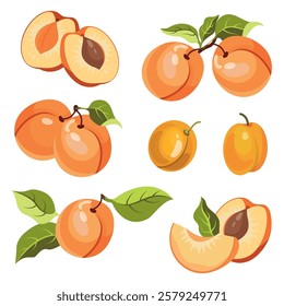 Ripe apricot isolated on white background. Fruit sticker. Fresh ripe fruit with leaves close up.Organic food. Vector fruit illustration, healthy lifestyle, good nutrition.Whole and half with pit.