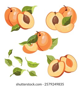 Ripe apricot isolated on white background. Fruit sticker. Fresh ripe fruit with leaves close up.Organic food. Vector fruit illustration, healthy lifestyle, good nutrition.Whole and half with pit.