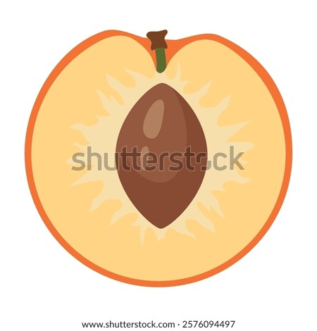 Ripe apricot isolated on white background. Fruit sticker. Fresh ripe fruit close up. Vector fruit illustration, healthy lifestyle, good nutrition.Half with pit fruit composition. Apricot slice.