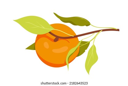 Ripe apricot on branch with leaves. Botanical natural peach, summer juicy fruit, cider product vector illustration