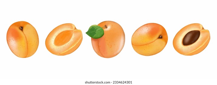 Ripe apricot on a white background. Freehand drawing. Whole apricot with green leaf, half apricot, half apricot with pit. Element for decor, designs, pattern making and creatives