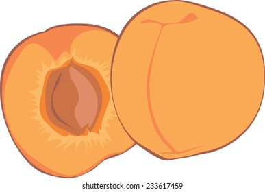 Ripe apricot, whole and sliced, isolated vector illustration (no background).