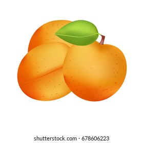 Ripe apricots, illustration, vector