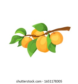Ripe apricots on a branch vector icon. Composition of fruit apricots isolated icon, element for design of label, logo or packaging.
