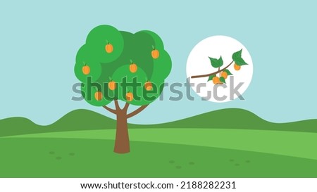 ripe apricots on the tree