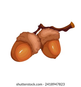 Ripe autumn acorns. Botanical elements of forest flora.Vector graphics.