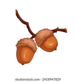Ripe autumn acorns. Botanical elements of forest flora.Vector graphics.