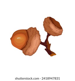 Ripe autumn acorns. Botanical elements of forest flora.Vector graphics.
