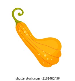 Ripe Autumn Pumpkin, Zucchini. Cartoon Vector Graphics.