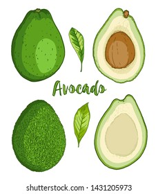 Ripe avocado fruit on a white background.  Hand drawn vector illustration