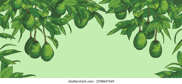 Ripe avocado fruits hang together with leaves on the branches of an adult tree. Vector illustration for a poster or banner for a fruit shop or website. Ecological production. Farm branding. Harvesting