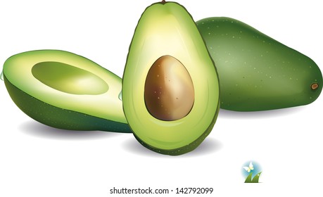 Ripe avocado isolated on white background vector