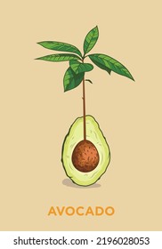 Ripe avocado. Vector illustration. An avocado cut in half sprouted. A branch with leaves sprouted from the stone. Plant fruit at home. For a journal with botany. Fruit rich in vitamins