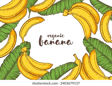 Ripe banana frame. Hand drawn vector illustration. Tropical fruit. Packaging design, menu design, juice packaging. Banana frame.