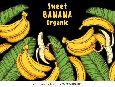 Ripe banana frame. Hand drawn vector illustration. Tropical fruit. Packaging design, menu design, juice packaging. Banana frame.