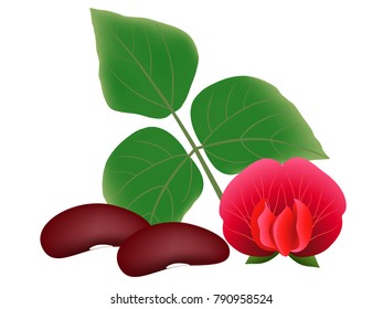 Ripe beans, flower and leaves, isolated on white background.