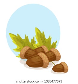 ripe beautiful nuts acorns vector illustration