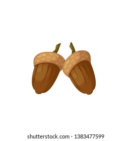 ripe beautiful nuts acorns vector illustration